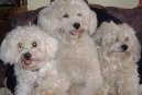 Psí plemena: Dekorativní > Bišonek (Bichon frise)