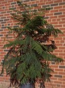 Pokojové rostliny:  > Blahočet ztepilý, Araukárie (Araucaria)