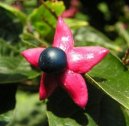 Pokojové rostliny: Polokeře > Blahokeř, klerodendrum (Clerodendrum)
