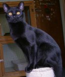 Kočky:  > Bombajská kočka (Bombay cat)