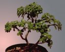 Pokojové rostliny: Rostliny z ozdobnými listy > Bonsaj (Bonsai)
