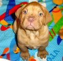 Psí plemena: Pinčové, knírači a molossoidní > Bordeauxská doga (Dogue de Bordeaux)