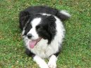 Psí plemena: Pastýřská > Border kolie (Border Collie)