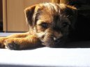 Psí plemena: Teriéři > Border teriér (Border Terrier)
