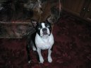 Psí plemena: Dekorativní > Bostonský teriér (Boston Terrier)