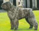 Psí plemena: Pastýřská > Bouvier (Cattle Dog)