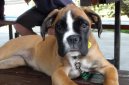 Psí plemena:  > Německý boxer (Deutscher Boxer)