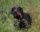 Psí plemena:  > Boykin španěl (Boykin Spaniel)