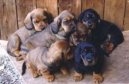 Psí plemena:  > Alpský jezevčíkovitý brakýř (Alpine Dachsbracke)