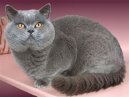 Kočky:  > Brazilian Shorthair (Brazilian Shorthair Cat)