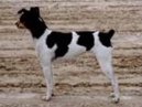 Psí plemena: Teriéři > Brazilský teriér (Brasilian Terrier, Terrier Brasilerio)