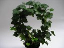 Pokojové rostliny: Popínavé rostliny > Břečťan popínavý (Hedera helix)
