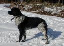 Psí plemena: Ohaři > Bretaňský ohař dlouhosrstý (Brittany Spaniel)