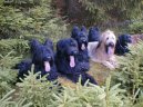 Psí plemena: Pastýřská > Briard (Berger de Brie)