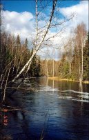 Pokojové rostliny: Léčivé > Bříza bradavičnatá (Betula verrucosa Ehrt)