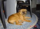 Psí plemena: Dekorativní > Bruselský grifonek (Griffon Bruxellois, Brussels Griffon)
