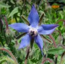Pokojové rostliny: Léčivé > Brutnák Lékařský (Borago officinalis L.)