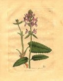 Pokojové rostliny: Léčivé > Bukvice Lékařská (Stachys betonica)