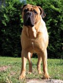Psí plemena: Pinčové, knírači a molossoidní > Bullmastif (Bullmastiff)