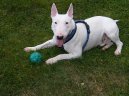 Psí plemena: Teriéři > Bulteriér (Bullteriér) (Bull Terrier)