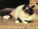 Kočky:  > Burma (Sacred Birman Cat)