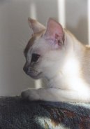 Kočky:  > Burmilla (Burmila Cat)
