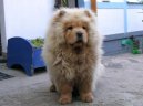 Psí plemena: Primitivní typy a špicové > Čau-čau (Chow Chow)