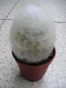 Pokojové rostliny:  > Cefalocereus (Cephalocereus)