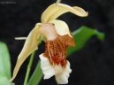Pokojové rostliny:  > Celogyne (Coelogyne)
