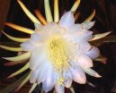 Pokojové rostliny:  > Cereus