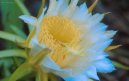 Pokojové rostliny:  > Cereus
