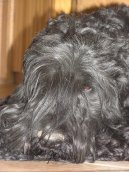Psí plemena: Pinčové, knírači a molossoidní > Černý teriér (Black Russian Terrier)