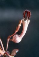 Pokojové rostliny:  > Ceropégie (Ceropegia Woodii)