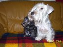 Psí plemena: Teriéři > Český teriér (Czech Terrier)