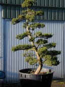Pokojové rostliny:  > Cesmína (Ilex crenata)