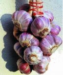 Pokojové rostliny: Léčivé > Česnek kuchyňský (Allium sativum L.)
