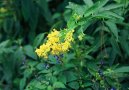 Pokojové rostliny: Polokeře > Cestrum