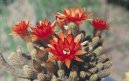 Pokojové rostliny:  > Chamecereus (Chamaecereus)