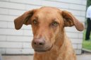 Psí plemena: Retrívři, slídiči a vodní psi > Chesapeake Bay Retrívr (Chesapeake Bay Retriever)