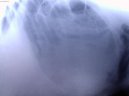 Psí plemena:  > Chirurgie měkkých tkání (Veterinární zákroky)