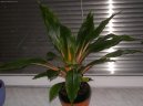 Pokojové rostliny:  > Chlorofytum, Zelenec (Chlorophytum)