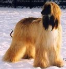 Psí plemena:  > Afgánský původní chrt (Afghan Original Hound)