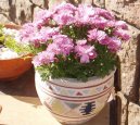 Pokojové rostliny: Polokeře > Chryzantema, listopadka (Chryzanthemum)