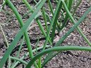 Pokojové rostliny: Léčivé > Cibule zimní - sečka (Allium fistulosum L.)