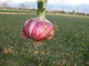 Pokojové rostliny: Léčivé > Cibule (Allium cepa)