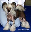 Psí plemena: Dekorativní > Čínský chocholatý pes (Chinese Crested Dog)
