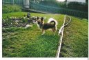 Psí plemena: Společenská plemena a toy > Čivava (Chihuahua)