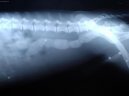 Psí plemena:  > Cizí tělesa v zažívacím traktu a kostní trus. (Veterinární zákroky)