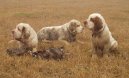 Psí plemena: Retrívři, slídiči a vodní psi > Clumber španěl (Clumber Spaniel)