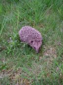 Psí plemena: Veterinární poradna > Co udělat pro nalezeného ježka? (Poraněná volně žijící zvířata)